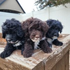 mini �t��ata portugalsk�ho vodn�ho psa