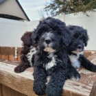 mini �t��ata portugalsk�ho vodn�ho psa