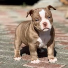 pitbull teri�ra