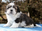 Shih-tzu, �i-tzu �t���tka s PP FCI