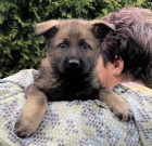 N�meck� ov��k �t��ata mohutn�