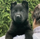 N�meck� ov��k �t��ata mohutn�