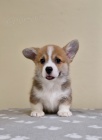 Welsh Corgi Pembroke �t��ata