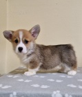 Welsh Corgi Pembroke �t��ata
