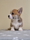 Welsh Corgi Pembroke �t��ata
