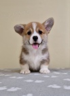 Welsh Corgi Pembroke �t��ata