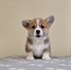 Welsh Corgi Pembroke �t��ata