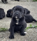 Cane Corso �t��ata