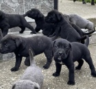 Cane Corso �t��ata