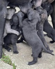 Cane Corso �t��ata