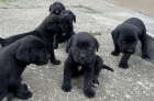 Cane Corso �t��ata