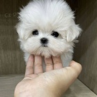 �t��ata malt�z�k�