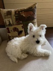 �t��ata West Highland White Terriers