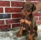 Dobrman - �t���tka