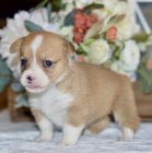 �t��ata Pembroke Welsh Corgi