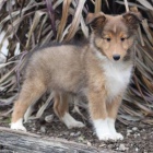 �t��ata sheltie k adopci