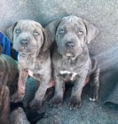 �t��ata italsk�ho Cane Corso