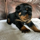 �t���tka rotvajlera.