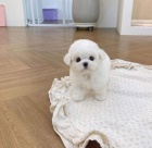 �t��ata bi�onka