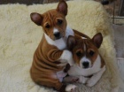 �t���tka Basenji