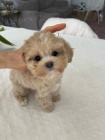 �t��ata Maltipoo