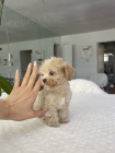 �t��ata Maltipoo