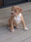 pitbull teri�ra