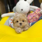�t��ata Maltipoo