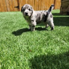 �t��ata Ausiedoodle