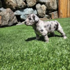 �t��ata Ausiedoodle