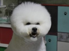Bichon Fris� �t��ata