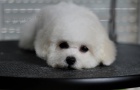 Bichon Fris� �t��ata
