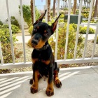 Dobrman - �t���tka