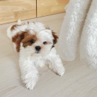 �t��ata SHIH TZU
