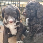 mini �t��ata portugalsk�ho vodn�ho psa