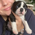 �t��ata bostonsk�ho teri�ra