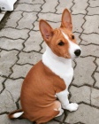�t���tka Basenji