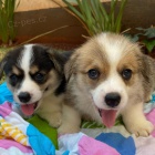 �t��ata Pembroke Welsh Corgi