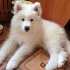 �t��ata samojeda na prodej