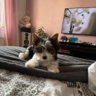 �t��ata biewer yorkie