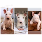 BULLTERI�RA/BULLTERI�RA/BULLTERI�RA