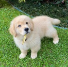 Prod�m zdrav� �t��ata zlat�ho retr�vra