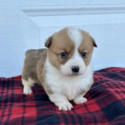 �t��ata Pembroke Welsh Corgi