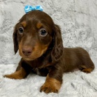 trpasli�� �t��ata dlouhosrst�ho jezev��ka