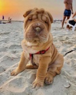 �t��ata o�kovan� shar-pei.