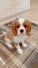 �t��ata Kaval�r King Charles Spaniel.