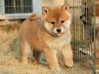 �t��ata shiba inu