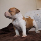 americk�ho buldoka