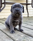 �t��ata italsk�ho Cane Corso