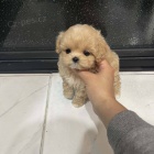 �t��ata Maltipoo
